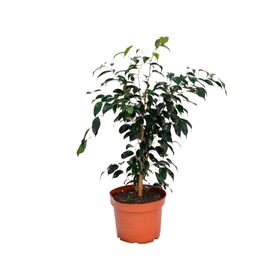 Planta natural Ficus negro XL MCI 21 cm