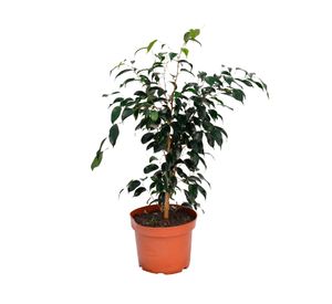Planta natural Ficus negro XL MCI 21 cm