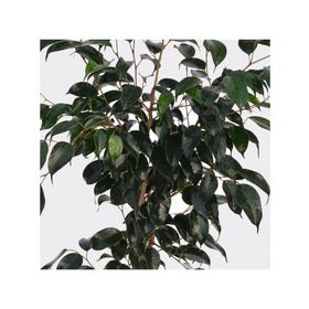 Planta natural Ficus negro XL MCI 21 cm