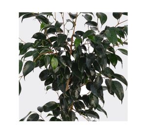 Planta natural Ficus negro XL MCI 21 cm
