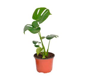 Planta natural Monstera S Vcg 15