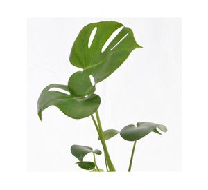 Planta natural Monstera S Vcg 15