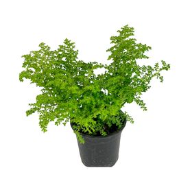 Planta natural Helecho arroz 30x15 cm