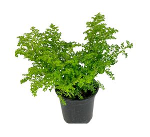 Planta natural Helecho arroz 30x15 cm