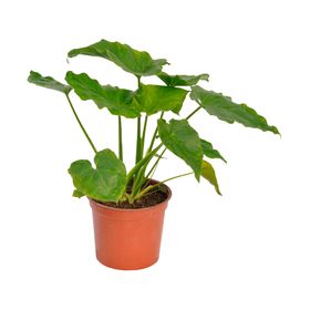 Planta natural Philodendron Paraguayo Vcg 13