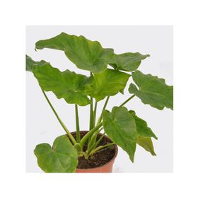 Planta natural Philodendron Paraguayo Vcg 13