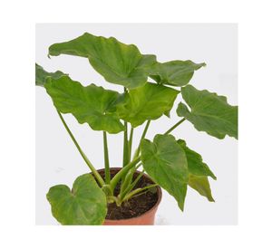 Planta natural Philodendron Paraguayo Vcg 13