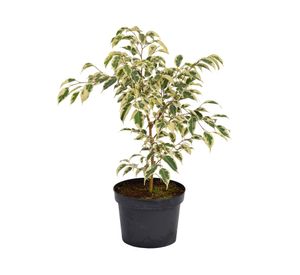 Planta natural Ficus Variegado XL Mci 21