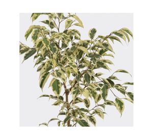 Planta natural Ficus Variegado XL Mci 21
