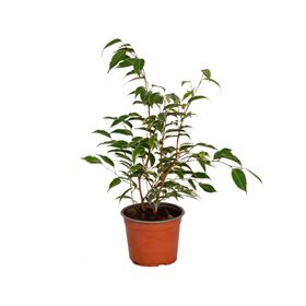 Planta natural Ficus Variegado S VCG 15 cm