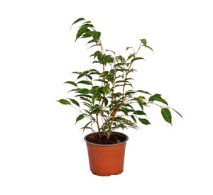 Planta natural Ficus Variegado S VCG 15 cm