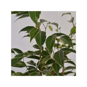 Planta natural Ficus Variegado S VCG 15 cm