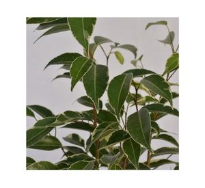 Planta natural Ficus Variegado S VCG 15 cm