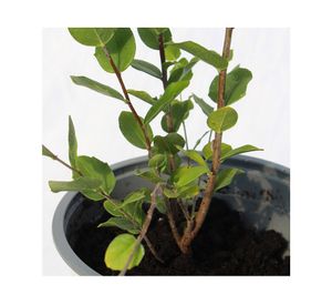 Árbol natural Quillay VCH 118x19 cm