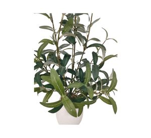 Planta artificial con maceta Oliva