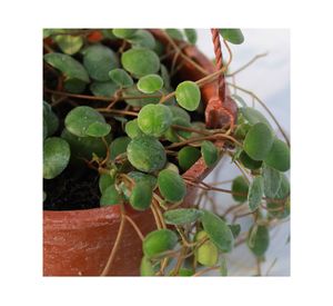 Planta natural Peperomia Pepperspot M 13x29x15 cm