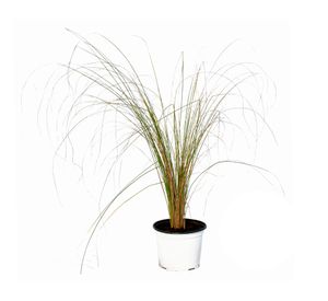 Planta natural Carex Phoenix VCG 60x35x15 cm