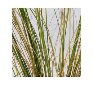 Planta natural Carex Phoenix VCG 60x35x15 cm