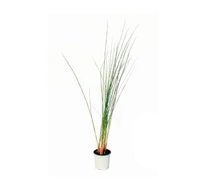 Planta natural Juncus VCH 17