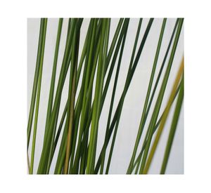 Planta natural Juncus VCH 17