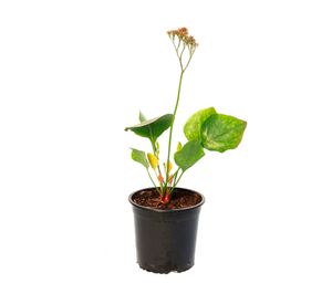 Planta natural Limonium Perezii VCG 15