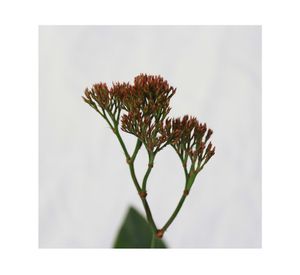 Planta natural Limonium Perezii VCG 15