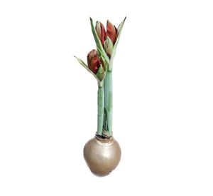 Planta natural Amaryllis wax bulbo 15x10 cm