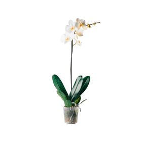 Planta natural Orquídea Phalaenopsis clásica en macetero 12 cm