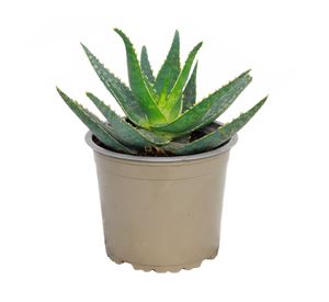 Planta natural Aloe Fragilis VCG 13