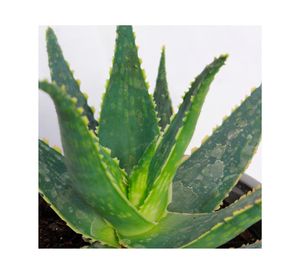 Planta natural Aloe Fragilis VCG 13
