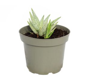 Planta natural Aloe light green VCG 13 18x13 cm