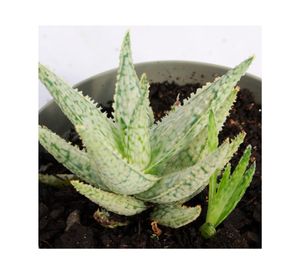 Planta natural Aloe light green VCG 13 18x13 cm