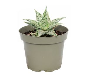 Planta natural Aloe dark green VCG 13 18x13 cm