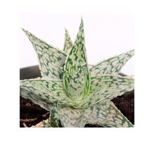 Planta natural Aloe dark green VCG 13 18x13 cm