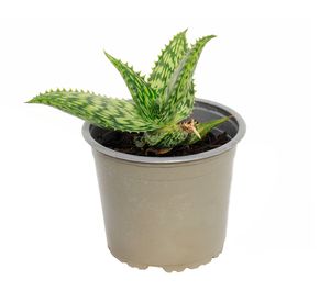 Planta natural Aloe harlana VCG 13 18x13 cm