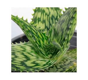 Planta natural Aloe harlana VCG 13 18x13 cm