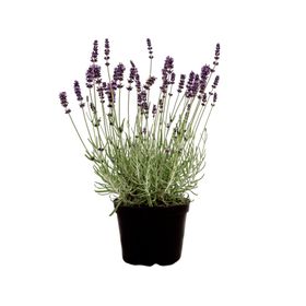 Planta natural Lavanda 20x13 cm