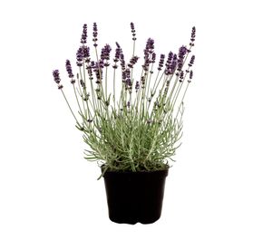 Planta natural Lavanda 20x13 cm