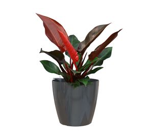 Maceta Autorregante 30 cm San remo antracita