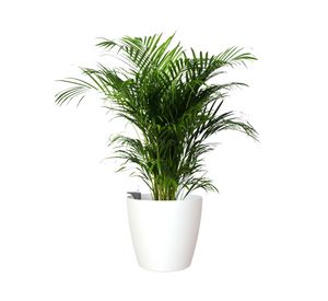 Maceta autorregante 42 cm San Remo blanco