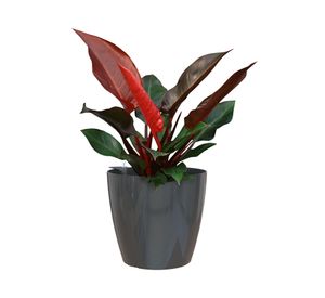 Maceta Autorregante 42 cm San remo antracita