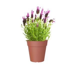 Maceta 27 cm Madagascar terracota