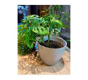 Macetero Biodegradable Bamboo gris 24x24x18 cm