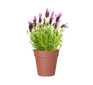 Maceta Madagascar terracota 40 cm