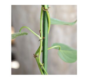 Tutor plástico para plantas 120 cm verde