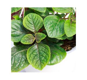 Planta natural Dólar negro VDA 19 15x30 cm