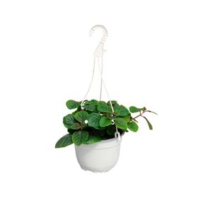 Planta natural Dólar negro VDA 19 15x30 cm