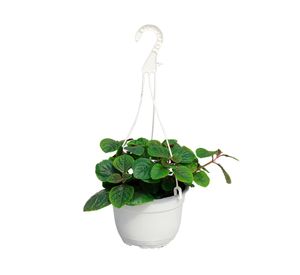 Planta natural Dólar negro VDA 19 15x30 cm