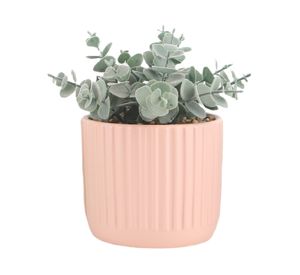 Maceta Amaranto rosa 12 cm