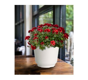 Maceta Porter Cotton 16.6 cm